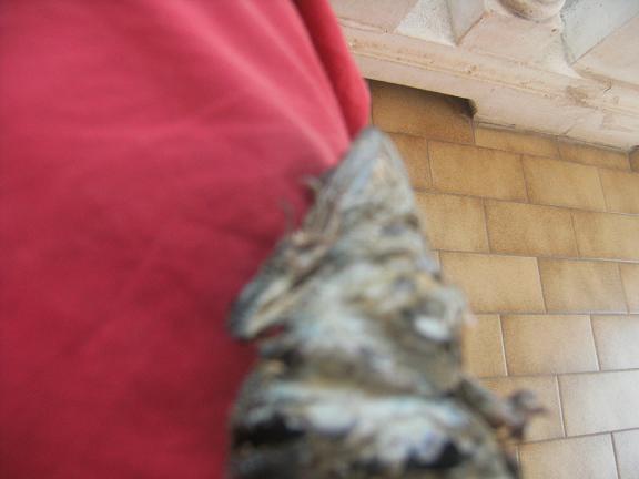 Identificazione di lacertide morto